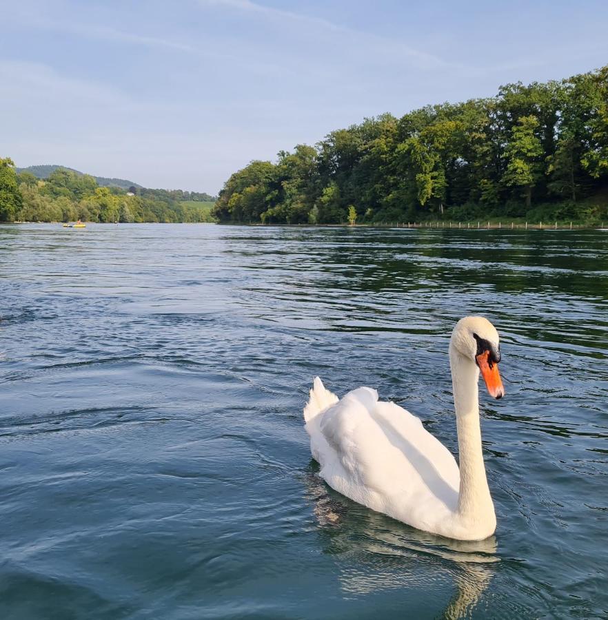 Ferienwohnung Rheinblick In Buesingen -Keine Monteure- Busingen エクステリア 写真